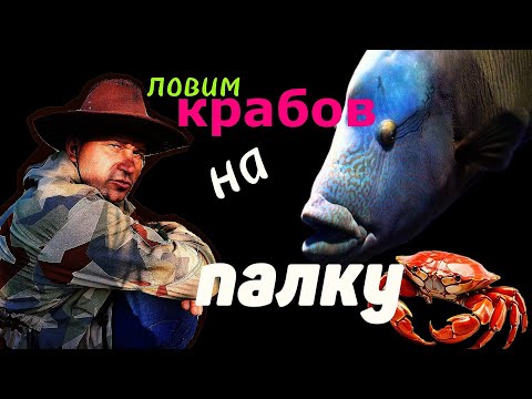 Видео: Рыбалка, крабалка, снорклинг - вот это улов! #vietnam #fishing #крабалка #снорклинг
