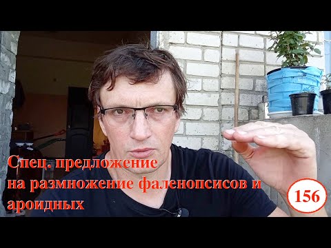 Видео: [156] Спец условия на клонирование орхидей и ароидных. Чем микроклоналка отличается от черенкования