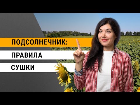 Видео: Сушка подсолнечника: советы