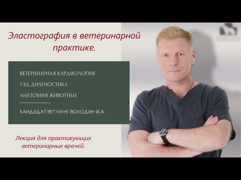 Видео: Эластография в ветеринарной практике.