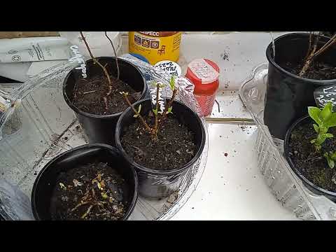 Видео: ЧТО РЕЖЕМ И ЧТО ЗАГЛУБЛЯЕМ У МЕТЕЛЬЧАТОЙ ГОРТЕНЗИИ???!!!РЕКОМЕНДУЮ!!