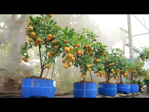 Видео: Метод выращивания кумквата, лимона из веток для получения большого количества плодов