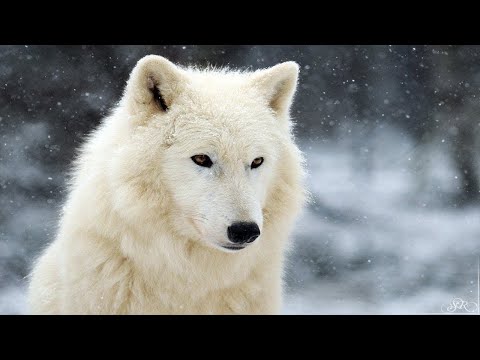 Видео: Дикий Волк Запомнил Добро, который сделал человек!