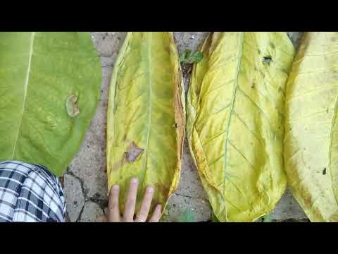 Видео: Томление табака 2 часть.