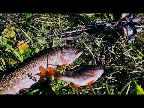 Видео: ЩУКИ НА БЛЕШНІ ОКУНЬ НА СИЛІКОН ! ЛОВЛЯ НА СПІНІНГ В ВЕРЕСНІ !