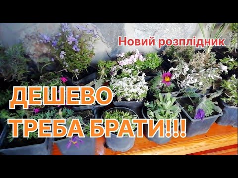 Видео: ВЕЛИКА закупка квітів для саду - Чи варто ризикувати з передоплатою? Розпаковка