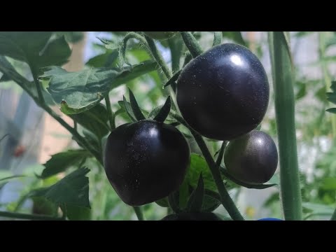 Видео: Сортовые томаты и гибриды,теплица средняя грядка на 17.08.25 г.Днепр 