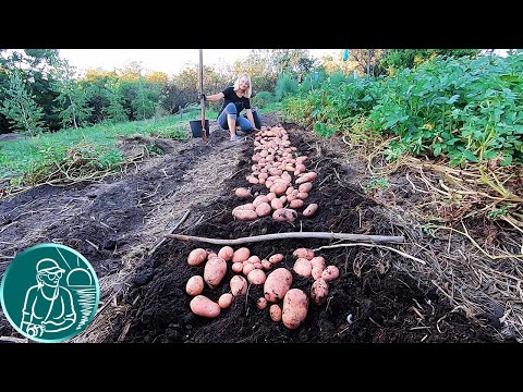 Видео: 🥔 Дадут ли ростки картофеля урожай 🌱 Посадка картофеля ростками 🟢 Опыт Гордеевых