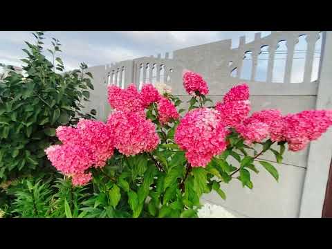 Видео: Обзор сада ! Десятки сортов растений на любой вкус ! Бабье лето 2022!#обзорсада#нравится#garden