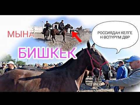 Видео: БИШКЕК ЖЫЛКЫ БАЗАРЫ ПРИГОРОДНЫЙ МАЛ БАЗАР ӨСПҮРҮМ ТАЙЛАР АТ улакка 14-Сентябрь 2024ж