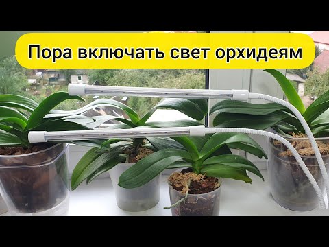 Видео: Правильное ОСВЕЩЕНИЕ орхидей и ЛАМПА для орхидей