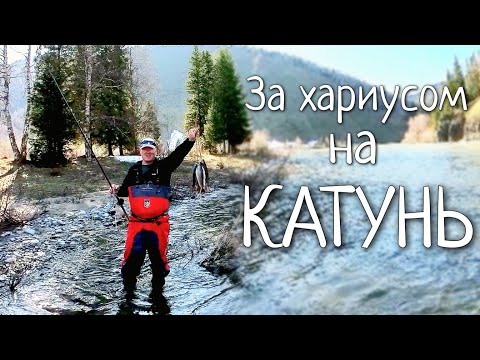 Видео: Весенний хариус или рыбалка после нерестового запрета/Река Катунь перед паводком #1