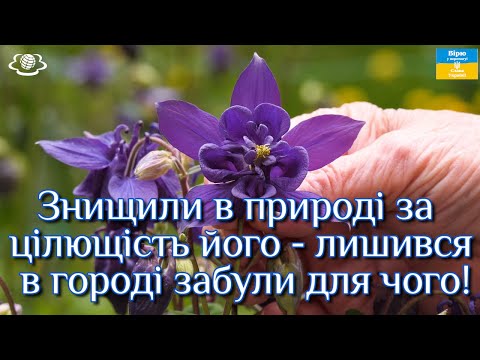 Видео: Знищили в природі за цілющість його - лишився в городі забули для чого!🌺