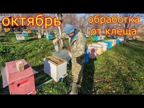 Видео: ОБРАБОТКА от КЛЕЩА БИПИНОМ! Сила семей в зиму!