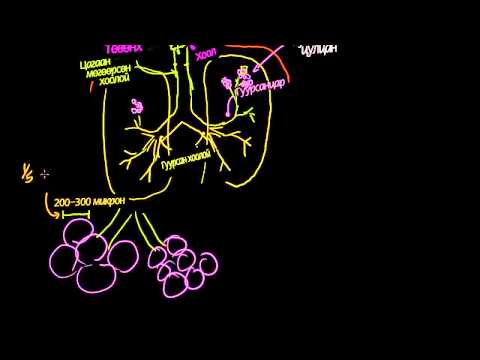 Видео: Уушиг ба амьсгалын эрхтэн систем