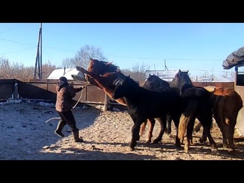 Видео: Жеребец Житомир тот ещё дикарь.