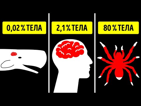 Видео: Факты о самых больших и самых маленьких органах животных слишком необычны, чтобы быть правдой! Но…