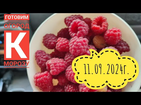 Видео: Убираем огород/Ждём первый заморозок 🥶#сибирь#дача#влог#жизнь#огород#garden #урожай