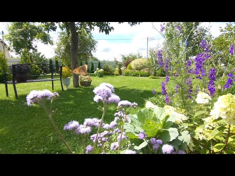 Видео: Растения на Штамбе В моём Саду🌱 Кизильник на штамбе. Ива #сад #garden