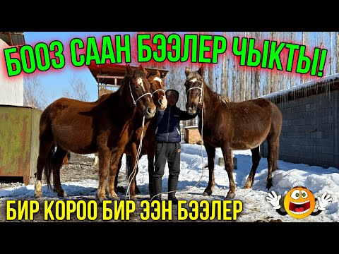 Видео: ЭНЧИ БАП ЧОҢ СЫНДУУ БЭЭЛЕР ❤️‍🔥 #байтв