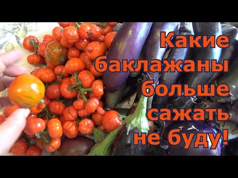 Видео: Какой сорт баклажана мне не понравился и больше не буду его сажать. Сорта и гибриды баклажанов.