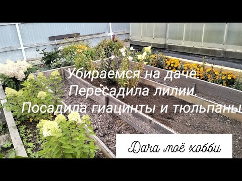 Видео: Убираемся на даче. Пересадила лилии. Посадила гиацинты и тюльпаны. 12.09.25.