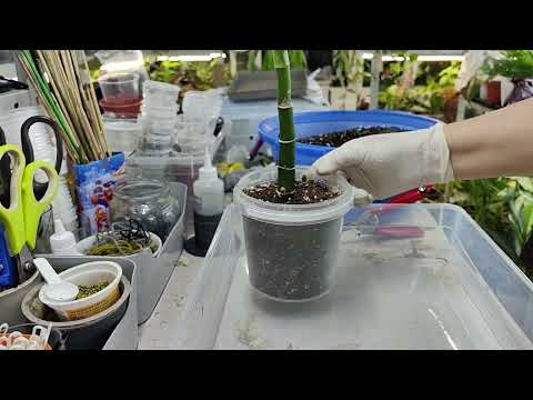 Видео: Диффенбахии. Паресадки продолжаются ☘️🌿☘️🌿#комнатныерастения #диффенбахия #цветы