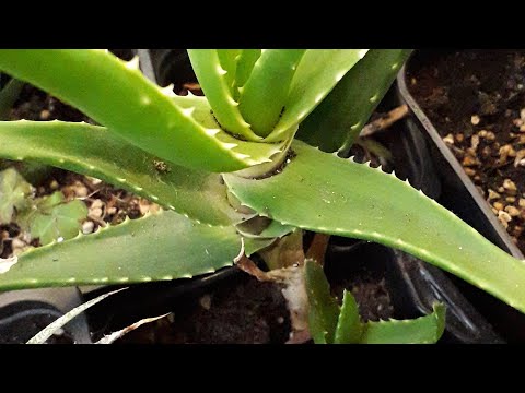 Видео: переукоренение алоэ. садим верхушку
