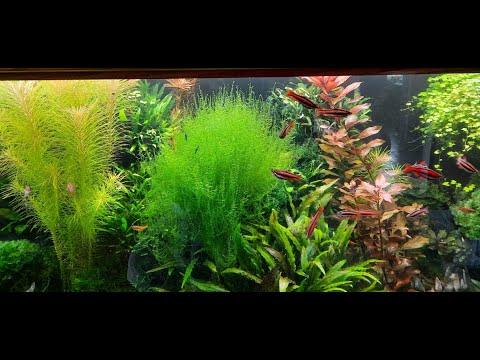 Видео: Аквариум в подвале новые рыбки и дафния