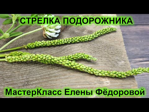 Видео: Как я делаю стрелку подорожника! МК Стрелка Подорожника🍃