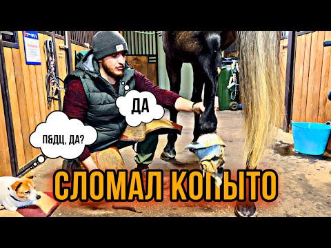 Видео: Реставрируем поломанное копыто лошади. Технология искусственного копытного рога