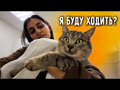 Видео: Чака отдала на реабилитацию. Научат ли его ходить? Тишка прибыл ко мне в Москву.