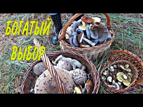 Видео: Грибникам повезло! 