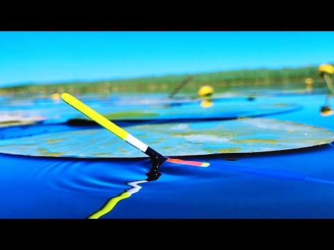 Видео: РЫБАЛКА на ПОПЛАВОК!!! Целый день искал это ЗАВЕТНОЕ ОКОШКО И