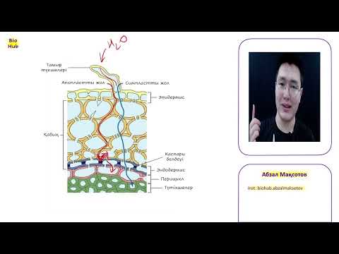 Видео: Нұсқа талдау §2-нұсқа. Биология ҰБТ