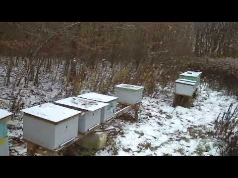 Видео: Зимівля бджіл в лісі. Перша зимівля в лісі.