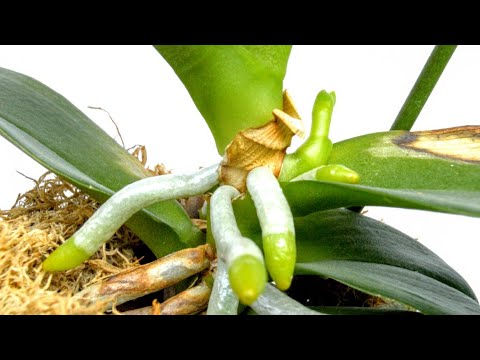 Видео: ЦВЕТОНОС на орхидеи! ВСЕГО одна ПОДКОРМКА! корни ТОЖЕ ОЖИВУТ! орхидеи ЛЮБЯТ ЭТО удобрение!