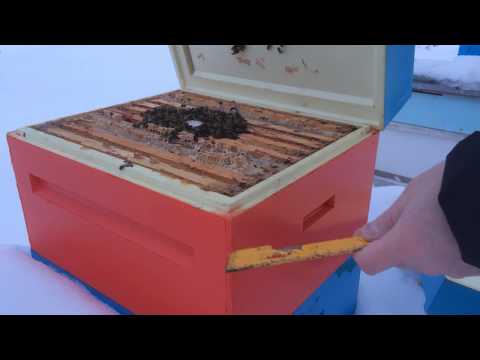 Видео: Зимовка пчел на улице в улье из ППУ Ру Улей, зимний осмотр