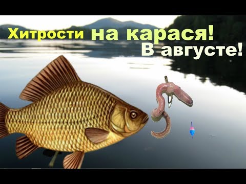 Видео: Карась в конце лета как ловить?