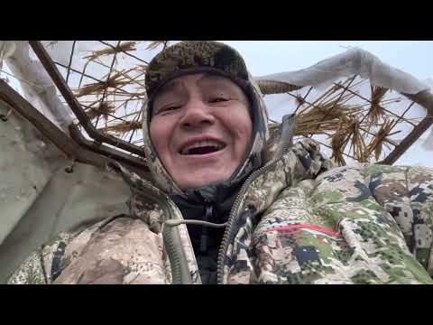 Видео: Охота в Казахстане! Осень 2022, бешеные налёты.