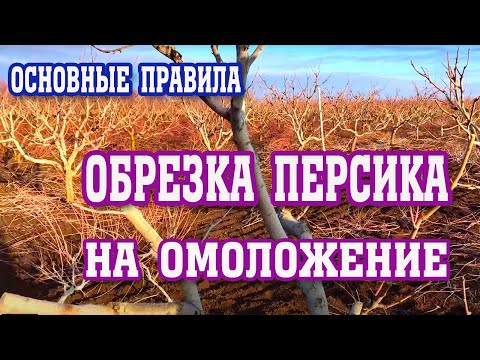 Видео: СЕКРЕТЫ обрезки персика на омоложение! / secrets of pruning peach for rejuvenation