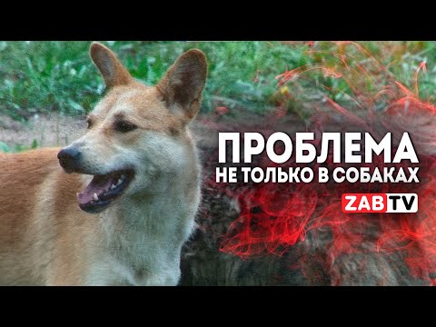 Видео: Трагедия на Арахлее. Предпосылки, причины, ошибки.