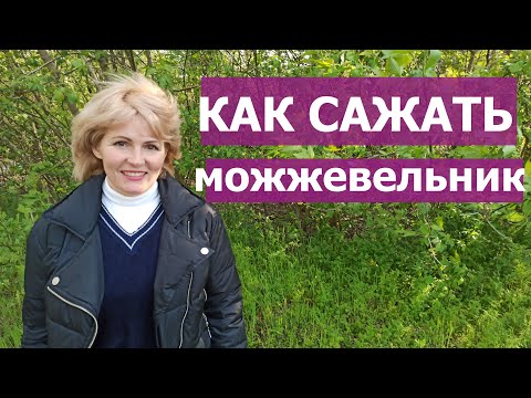 Видео: КАК САЖАТЬ МОЖЖЕВЕЛЬНИК. КАК ПРАВИЛЬНО ПОСАДИТЬ МОЖЖЕВЕЛЬНИК. Посадка и уход за можжевельником