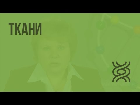 Видео: Биология 8 класс. Ткани