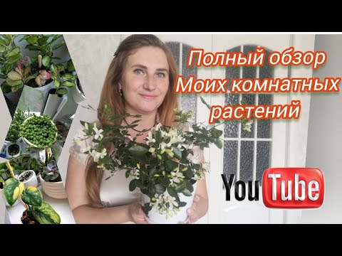 Видео: ПОЛНЫЙ ОБЗОР Моих комнатных растений. Вся КОЛЛЕКЦИЯ в одном видео.