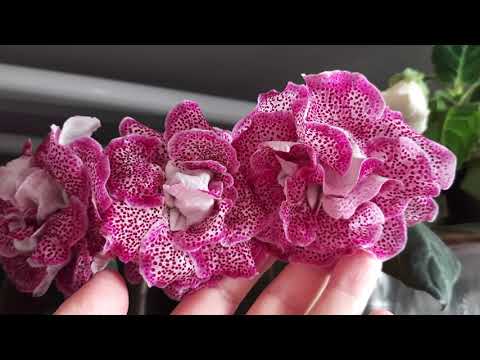 Видео: Глоксинии цветут  1 Мая !