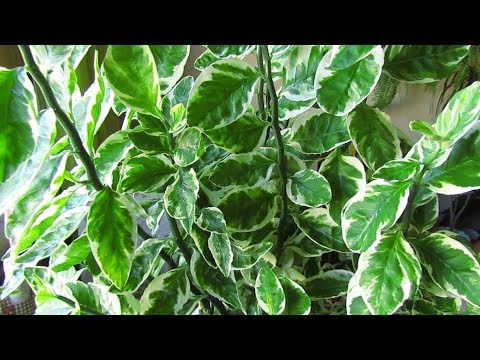 Видео: Педилантус и... температура на балконе) Отвечаю на вопросы