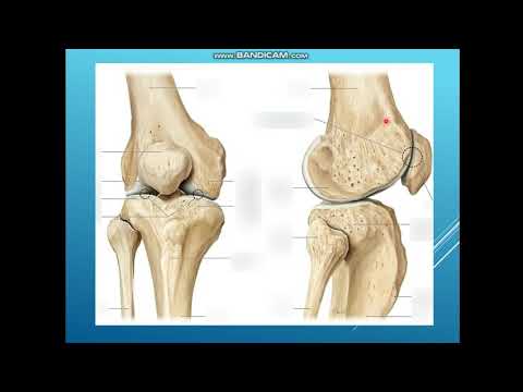 Видео: Тізе буыны. Аяқ буындары