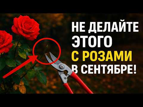 Видео: НЕ ДЕЛАЙТЕ ЭТОГО с розами в сентябре! 🚫 Осенняя обрезка, которая гарантированно убьет ваш розарий.