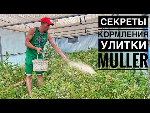 Видео: ТОП-3 добавки в корм для улитки Müller: комбикорм, мел и…